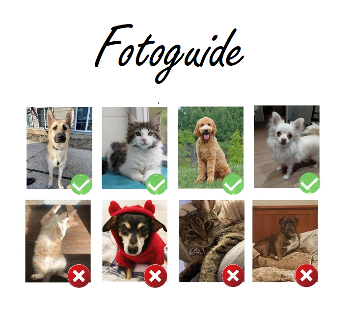 Royal kæledyrsportræt 26 - Molly - Just Karikatur