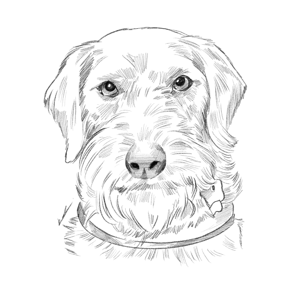 Skitse portræt af dyr - tegning efter dine fotos - Just Karikatur