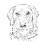 Skitse portræt af dyr - tegning efter dine fotos - Just Karikatur