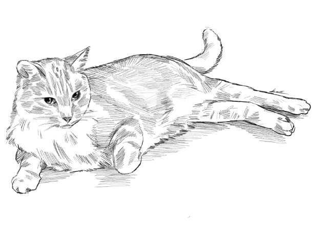 Skitse portræt af dyr - tegning efter dine fotos - Just Karikatur