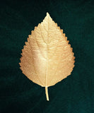 Golden leaf plakat ( sæt af 3 stk ) - Just Karikatur